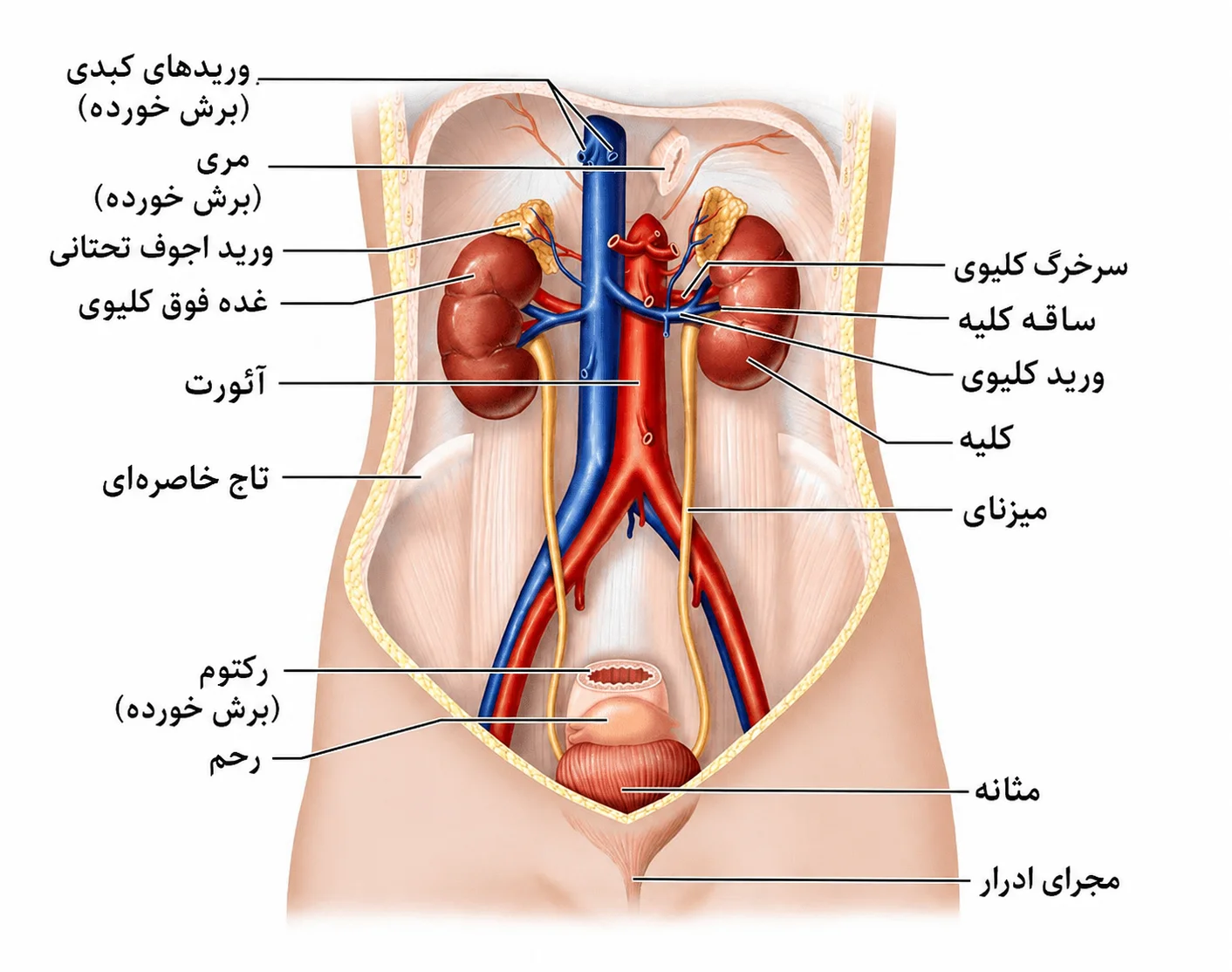 آناتومی و فیزیولوژی کلیه و مجاری ادراری