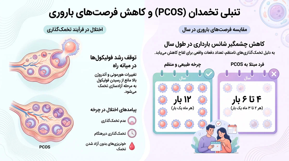 تنبلی تخمدان و ناباروری؛ شانس بارداری و درمان 1 تنبلی تخمدان چگونه احتمال بارداری را کاهش میدهد؟