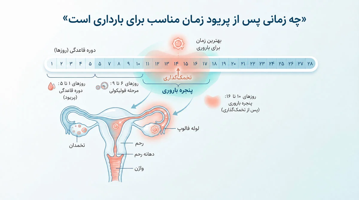 بهترین زمان بارداری | راهنمای کامل بر اساس سن، فصل و چرخه قاعدگی 1 زمان مناسب بارداری
