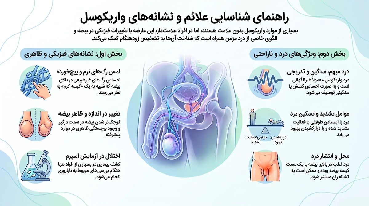 واریکوسل چیست؟ راهنمای علائم، گریدها و درمان درست 2 علائم واریکوسل چیست؟