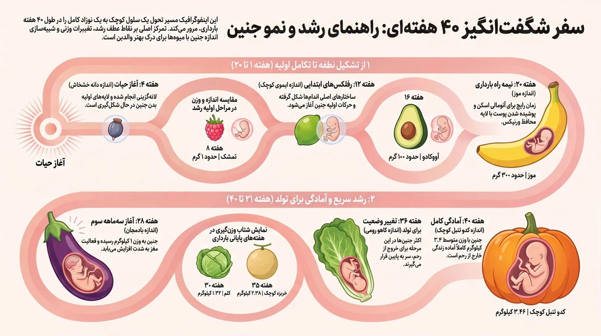 راهنمای هفته به هفته بارداری، محاسبه سن بارداری و نکات مراقبتی 2 جدول رشد جنین در تمام ۴۰ هفته بارداری