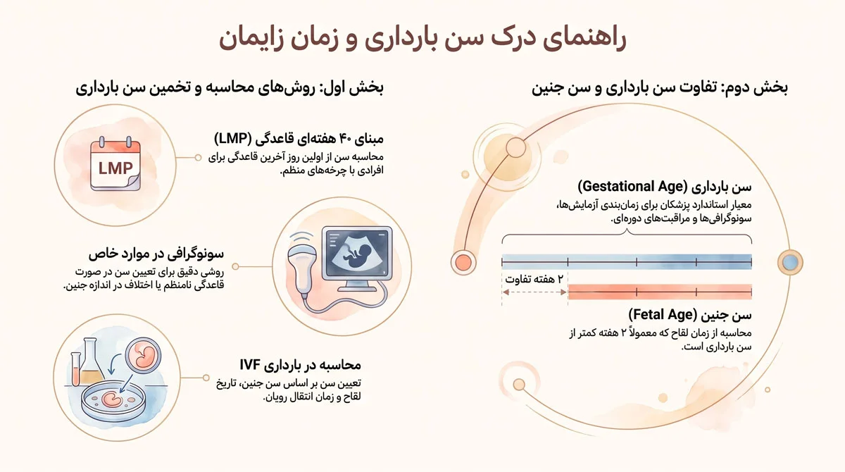 راهنمای هفته به هفته بارداری، محاسبه سن بارداری و نکات مراقبتی 1 سن بارداری چگونه محاسبه میشود؟