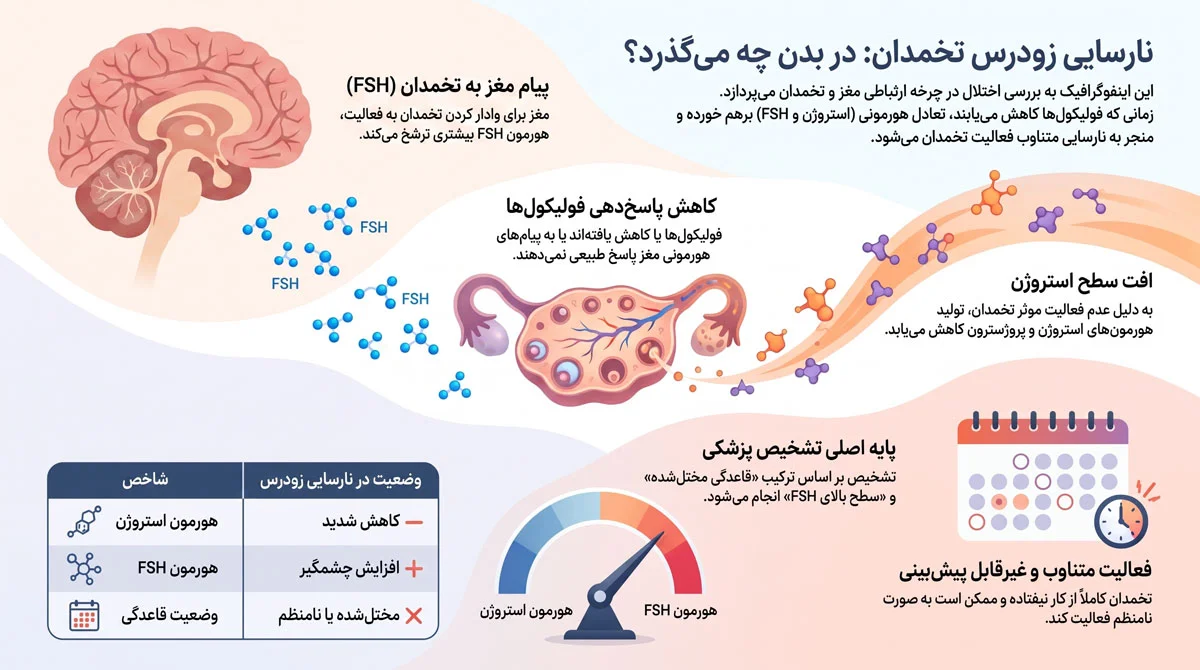 نارسایی زودرس تخمدان چیست؟ علائم، تشخیص و درمان 1 نارسایی زودرس تخمدان دقیقاً چه اتفاقی در بدن ایجاد میکند؟