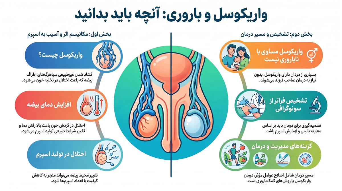 واریکوسل و ناباروری؛ عمل واقعاً اسپرم را بهتر میکند؟ 1 واریکوسل چگونه میتواند به اسپرم آسیب بزند؟