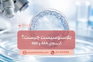 بلاستوسیست چیست؟ گریدهای 4AA و 4BB چه می‌گویند؟
